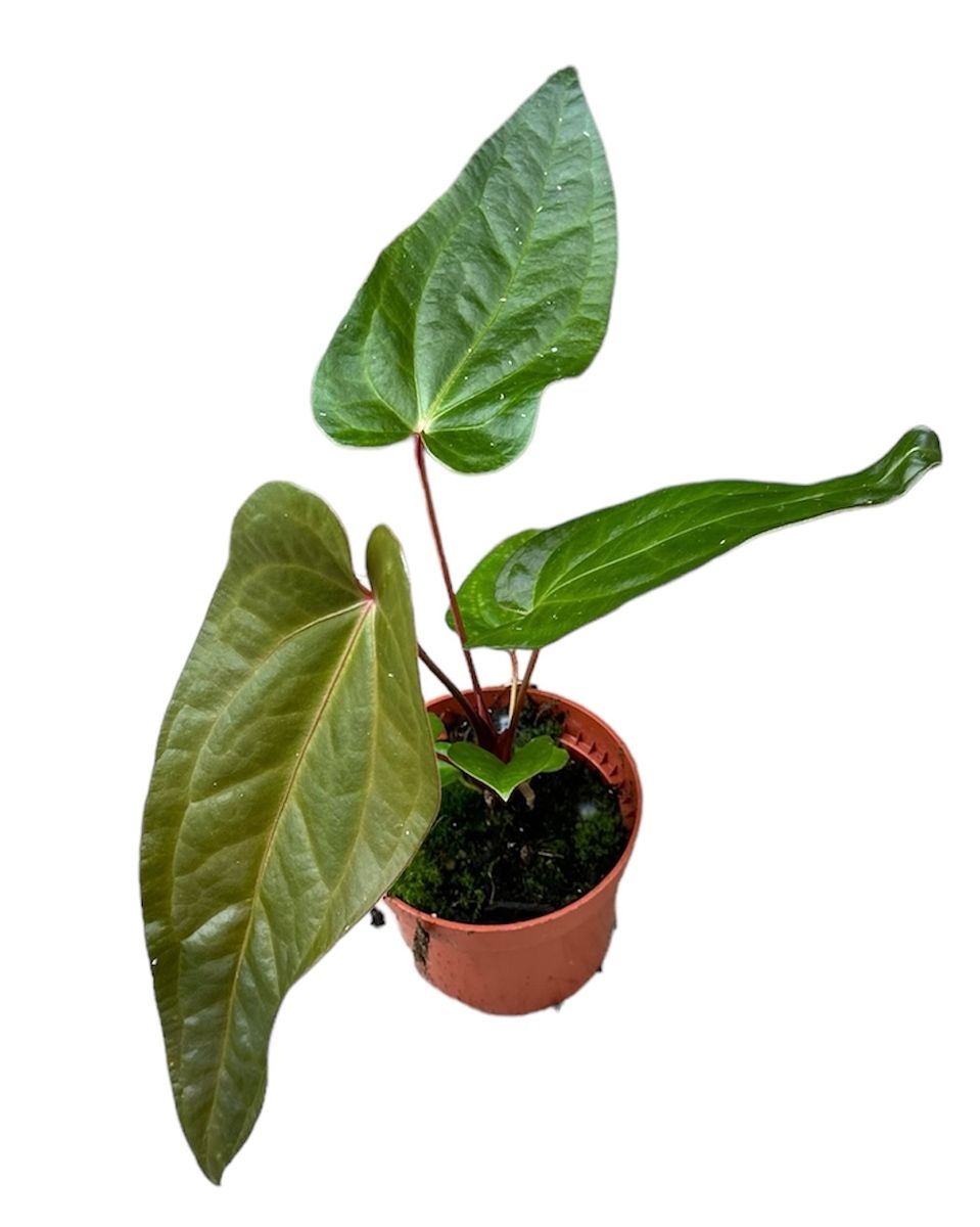 Anthurium magnificum x nigrolaminum 'Gigi' — Atacado de Plantas