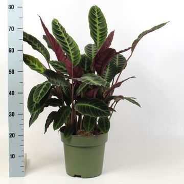 Calathea zebrina