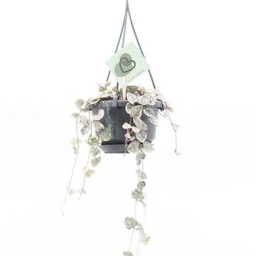 Ceropegia woodii 'Variegata'