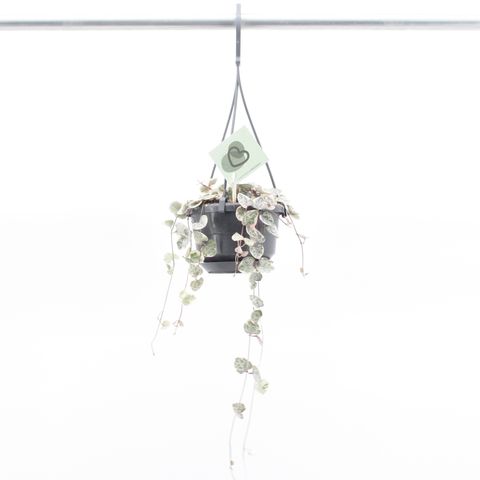 Ceropegia woodii 'Variegata'