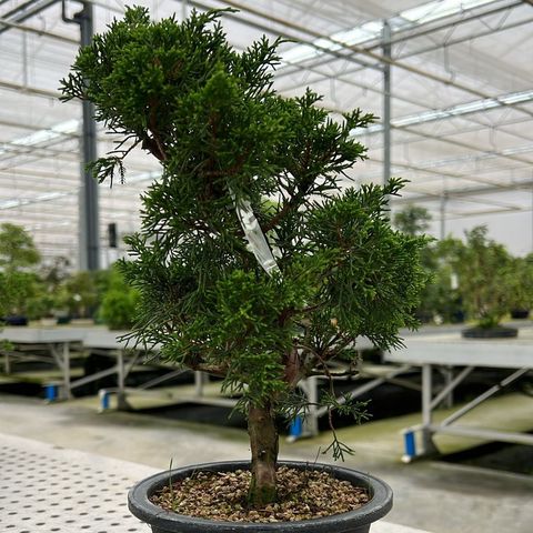 Juniperus chinensis