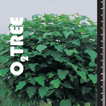 Catalpa bignonioides 'Nana'