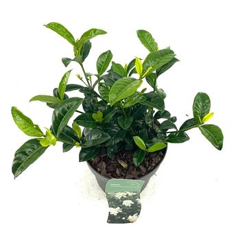 Gardenia jasminoides DOUBLE DIAMONDS