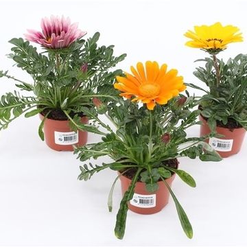 Gazania MIX