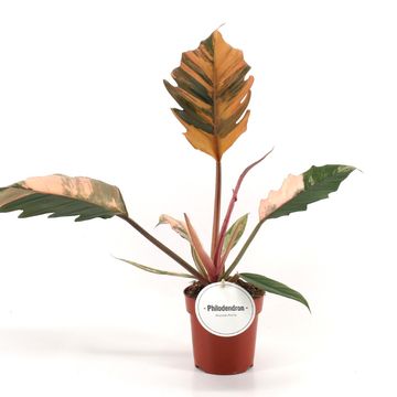 Philodendron 'Caramel Marble'