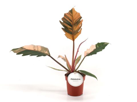Philodendron 'Caramel Marble'