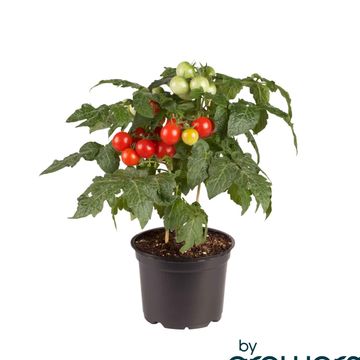 Solanum lycopersicum KITCHEN MINIS RED VELVET