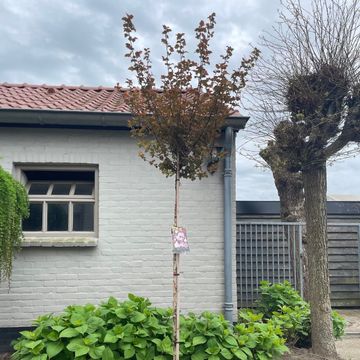 Physocarpus opulifolius LADY IN RED