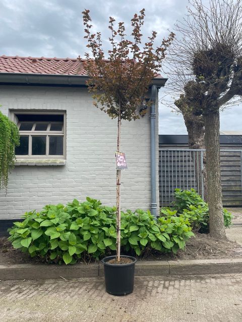 Physocarpus opulifolius LADY IN RED