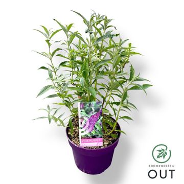 Buddleja BUZZ PINK PURPLE