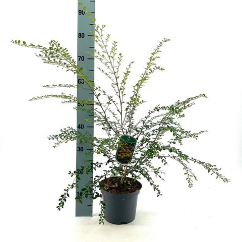 Azara microphylla