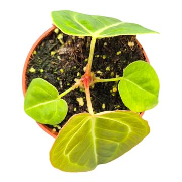 Anthurium Sp Green