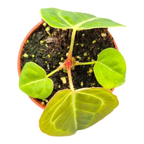Anthurium Sp Green