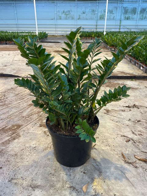 Zamioculcas zamiifolia