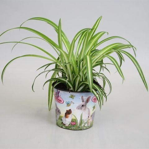 Chlorophytum comosum 'Вариегатум'