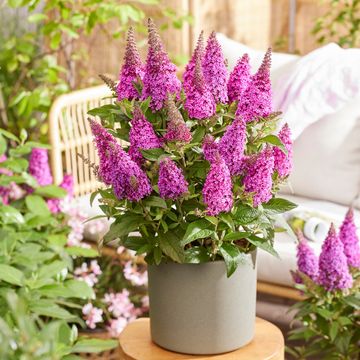 Buddleja davidii BUTTERFLY CANDY LITTLE CERISE