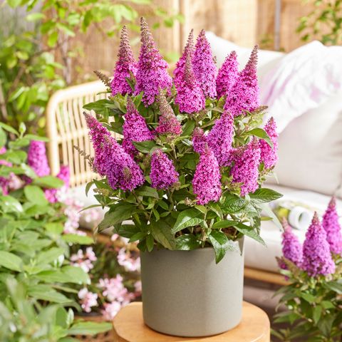 Buddleja davidii BUTTERFLY CANDY LITTLE CERISE