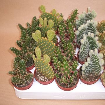 Cactus MIX