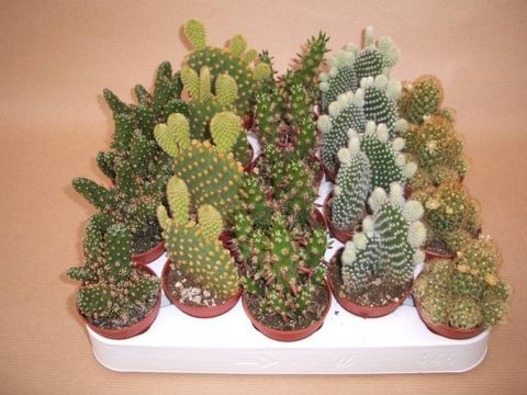 Cactus MIX