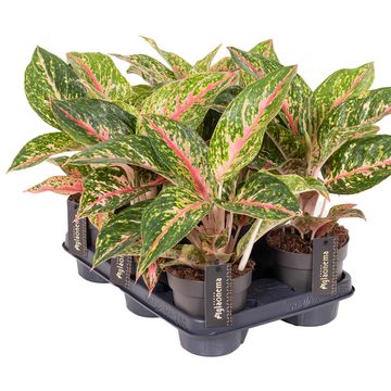 Aglaonema 'Avocado Red'