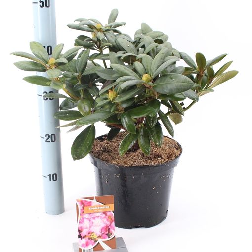 Rhododendron 'Tatjana' (About Plants Zundert BV)