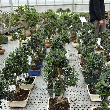 Olea europaea sylvestris