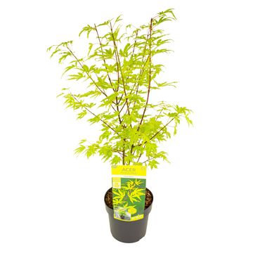 Acer palmatum 'Anne Irene'