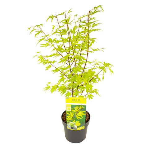 Acer palmatum 'Anne Irene'