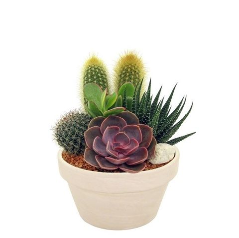 Järjestelyt Cactus/Succulent