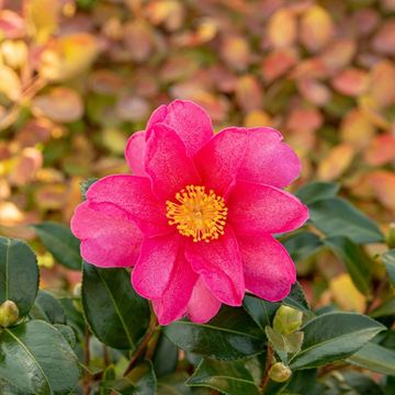 Camellia sasanqua 'Red Premium'