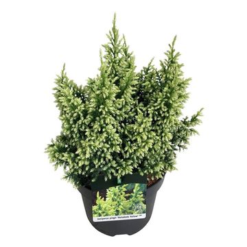 Juniperus pingii 'Hulsdonk Yellow'