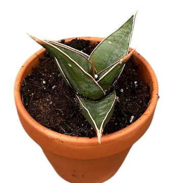 Sansevieria pinguicula