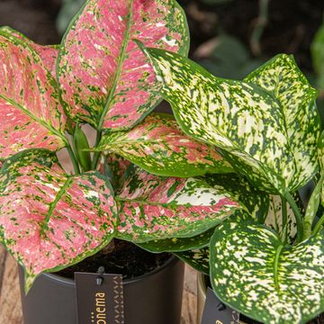 Aglaonema 'Jazzy Red'