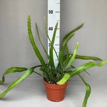 Epiphyllum anguliger RED TIP