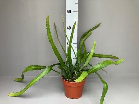 Epiphyllum anguliger RED TIP