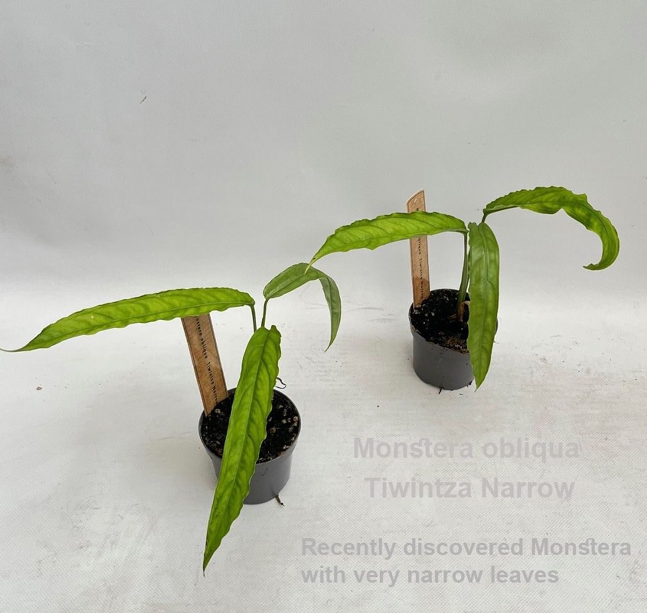 philodendron mamei silver cloud Philodendron mamei (Silver Cloud)