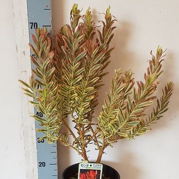 Leucadendron 'Jester'