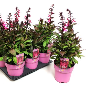 Lobelia x speciosa STARSHIP ROSE