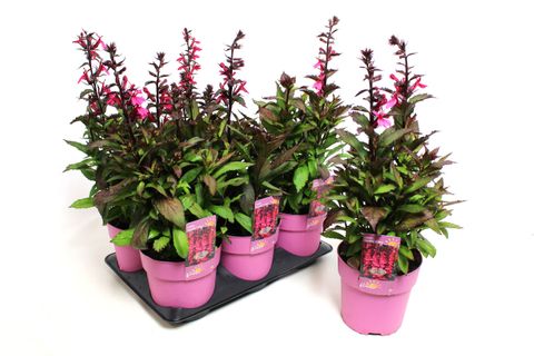 Lobelia x speciosa STARSHIP ROSE