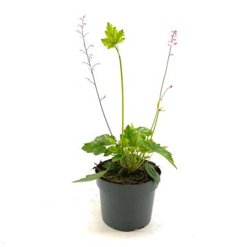 x Heucherella alba 'Bridget Bloom'