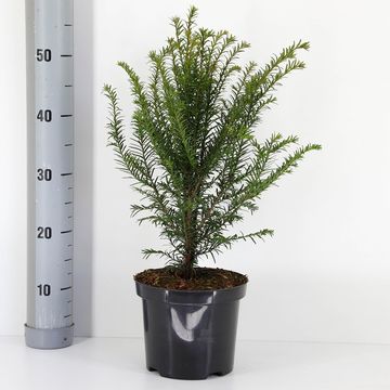 Taxus baccata