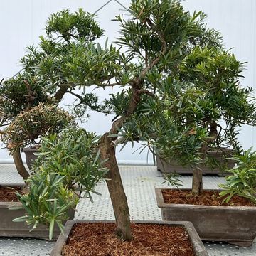 Podocarpus macrophyllus