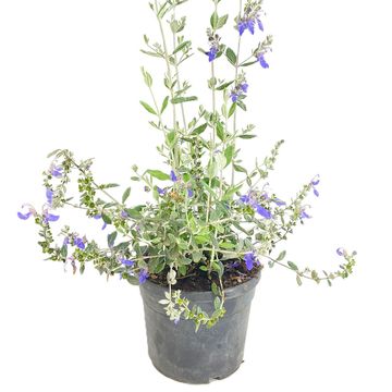 Teucrium fruticans