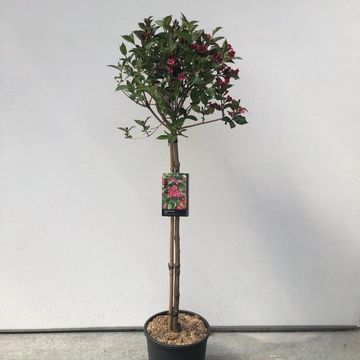 Weigela 'Red Prince'