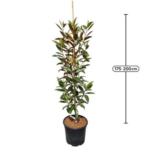 Magnolia grandiflora ALTA
