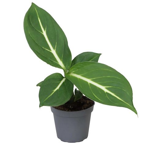 Dieffenbachia 'Sterling'