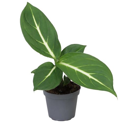 Dieffenbachia 'Sterling'