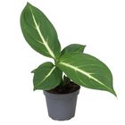 Dieffenbachia 'Sterling'