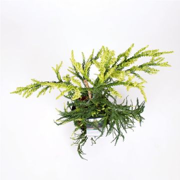 Cryptomeria japonica 'Kyara Gold'