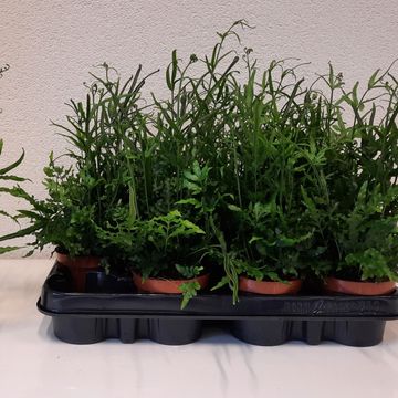 Pteris ensiformis 'Evergreen'